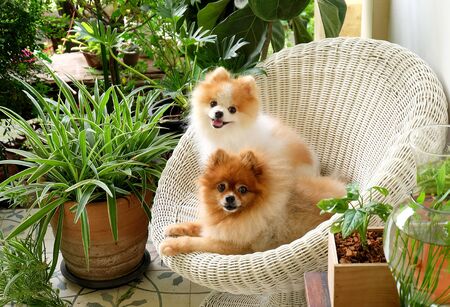 pomeranian  smile,animal playing outside smiles,The dog sat happily in a beautiful white chair.の写真素材