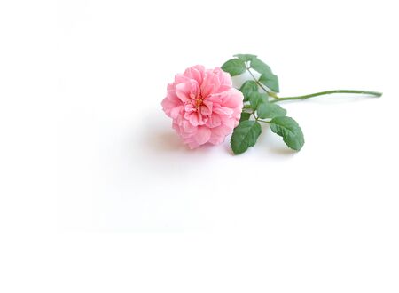English roses pastel  isolated sweet For Valentine's Day, on vintage white background, For special someone Or enter a message as a gift.の写真素材