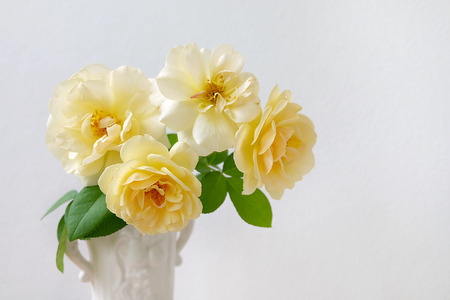 English roses isolated sweet For Valentine's Day, on vintage garden background, For special someone Or enter a message as a gift.の写真素材