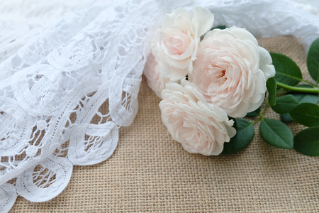 English roses isolated sweet For Valentine's Day, on vintage garden background, For special someone Or enter a message as a gift.の写真素材