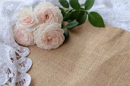 English roses isolated sweet For Valentine's Day, on vintage garden background, For special someone Or enter a message as a gift.の写真素材