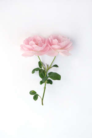 Pink rose petals isolated on white background for valentines day,Flat lay.の写真素材