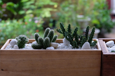 Cactus thorn succulents and blooming flowersの写真素材