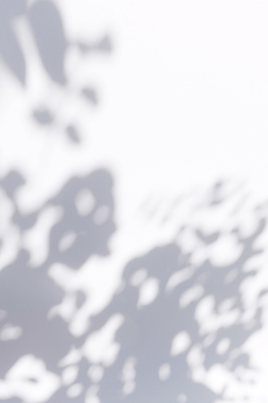 shadow of the leaves on a white wallの写真素材