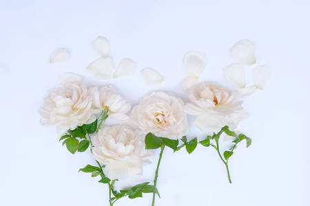 Pink rose petals flowers arrangement isolated on white background for valentines dayの写真素材