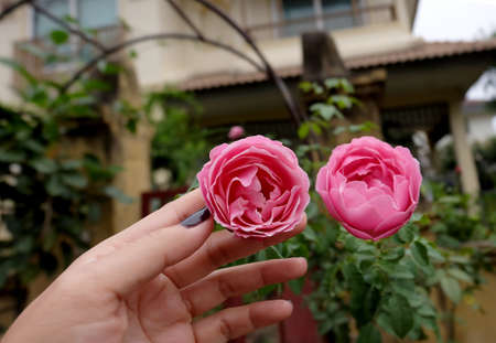 rose petals isolated in garden background for valentines dayの写真素材