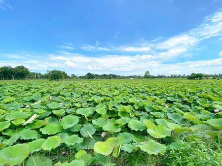 Lotus flower field with blue sky and cloud background, Nelumbo nuciferaの写真素材