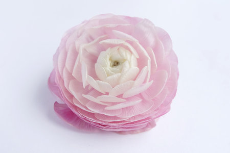 Pink and white ranunculus flower (persian buttercup)  on white background, stock photo