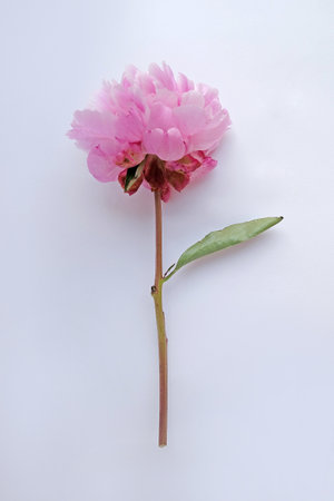 pink peony flower on white background, closeup of photoの写真素材