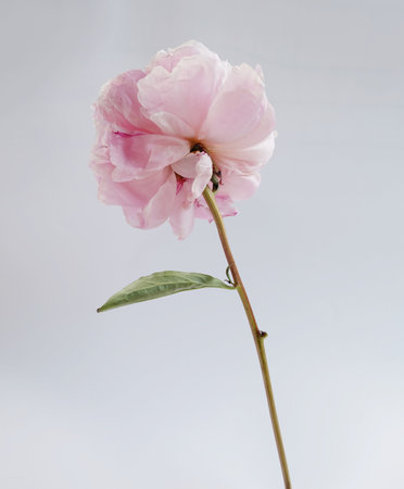 pink peony flower isolated on white background with copy space.の写真素材