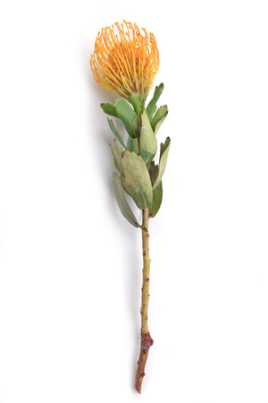 Protea Yellow Pin Cushion Flower on a white background for bouquets