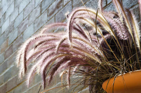 flower pot hang on the wall with  feather pennisetumの写真素材