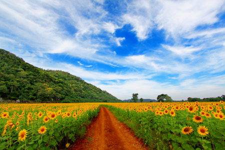 sunflower fields の写真素材