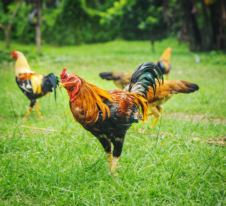 thai gamecocks animalsの写真素材