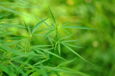 Marijuana leafの写真素材