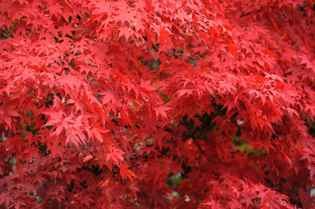 Autumn red maple leaves with in the rinnoji garden , nikko japan