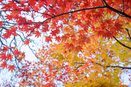 Autumn yellow red maple three in japan