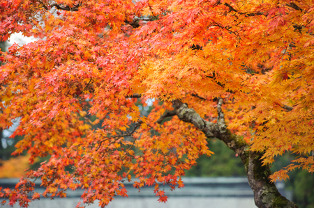 Autumn orange maple tree in japanの写真素材