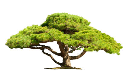 Bonsai tree or pine tree isolate is on white backgroundの写真素材