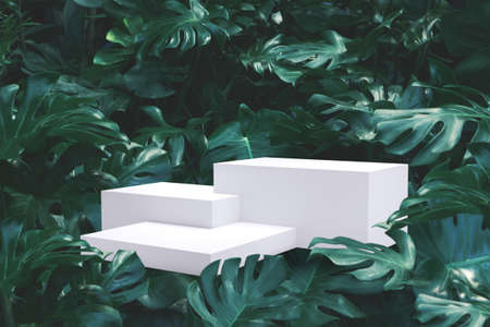White square podium put is on Fresh Green leaves of Monstera philodendron background montage photo