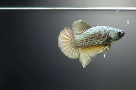 Betta Gold Copper Halfmoon Plakat HMPK Male or Plakat Fighting Fish Splendens On fish tank