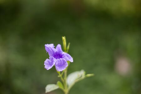Campanula patula or spreading bellflower.beautiful natural.selective focusの写真素材