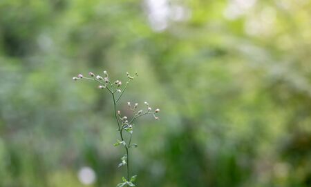 Stevia flowers blooming in the herb garden.selective focusの写真素材