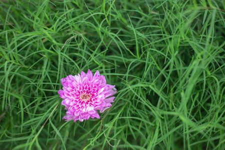 Pink chrysanthemum On a green background. Beautiful bright flowers - DOFの写真素材