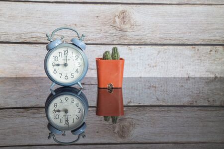 cactus on wooden background.little cactusの写真素材