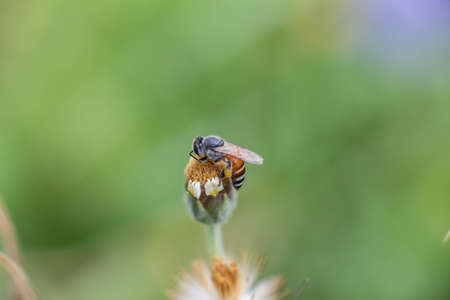 Flying honeybee collecting pollen at purple flower.honey bee sitting on the violet or blue flower
