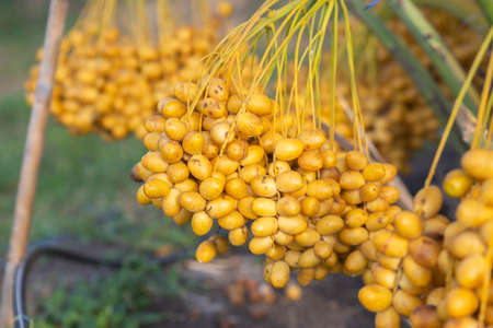 Bunch of palm fruit Thailand. Agriculture economy / new season dates on a date palm tree