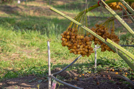 Bunch of palm fruit Thailand. Agriculture economy / new season dates on a date palm treeの写真素材