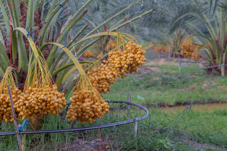 Bunch of palm fruit Thailand. Agriculture economy / new season dates on a date palm treeの写真素材