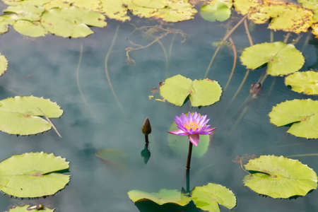 pink lotus flowers in the lake selective focusの写真素材