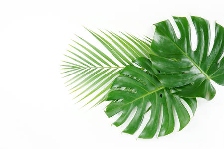 Fresh green palm leaves isolated on white background, summer plants objectの写真素材