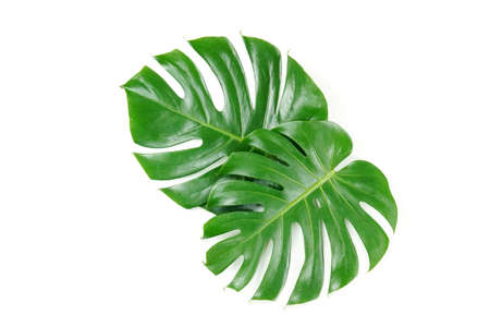 Fresh green palm leaves isolated on white background, summer plants objectの写真素材