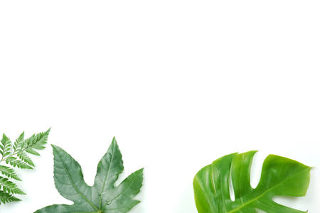 Fresh green palm leaves isolated on white background, summer plants objectの写真素材