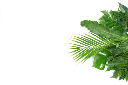 Fresh green palm leaves isolated on white background, summer plants objectの写真素材