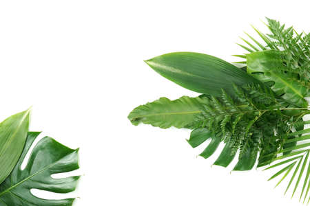 Fresh green palm leaves isolated on white background, summer plants objectの写真素材