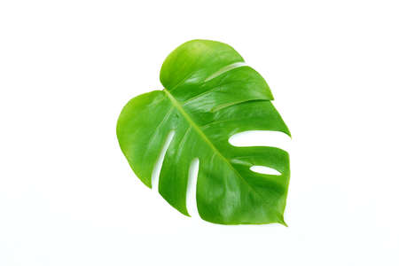 Fresh green palm leaves isolated on white background, summer plants objectの写真素材