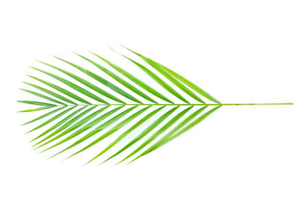Fresh green palm leaves isolated on white background, summer plants objectの写真素材
