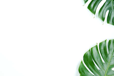 Fresh green palm leaves isolated on white background, summer plants objectの写真素材