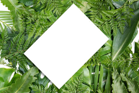 Fresh green palm leaves isolated on white background, summer plants objectの写真素材