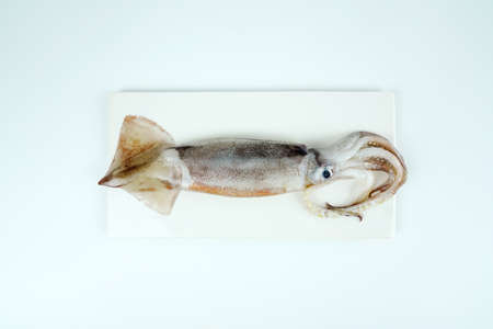Fresh squid, Delicious squid isolated on color backgroundの写真素材