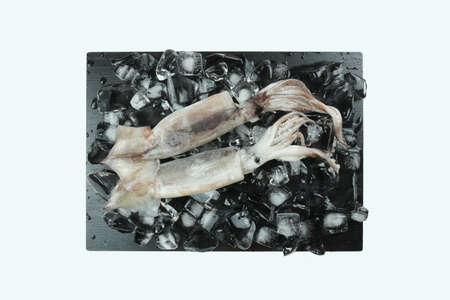 Fresh squid, Delicious squid isolated on color background