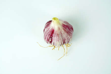 Fresh garlic, Delicious garlic isolated on color backgroundの写真素材