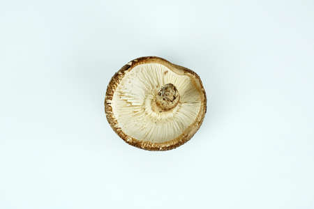 Fresh shiitake mushroom isolated,Dried mushrooms on white backgroundの写真素材