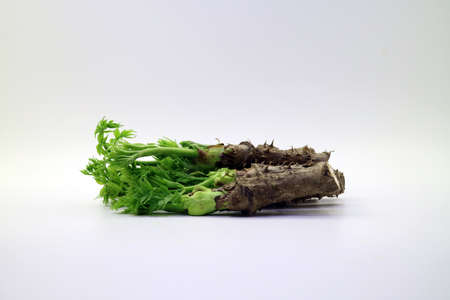 Fresh spring vegetablesの写真素材