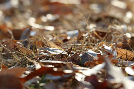 Landscape of late autumnの写真素材