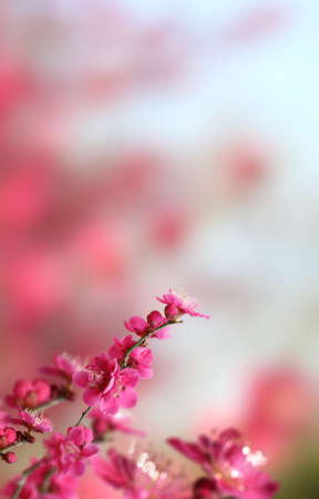 Beautiful spring flowers background, Season theme, hello spring